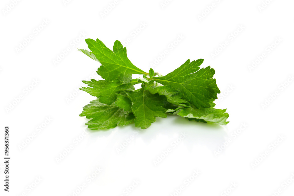 young leaves of mugwort isolated on a white background young leaves of mugwort isolated on a white background