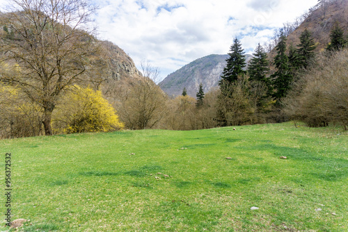 Green field with fresh grass. Bushes bloom with yellow flowers. Coniferous forest. Mountains in the background