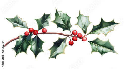 A festive holly branch with red berries and green leaves, perfect for holiday decorations and seasonal designs.