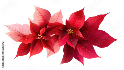 Colorful poinsettia flower with vibrant red petals and green leaves, perfect for holiday and Christmas decoration photography.