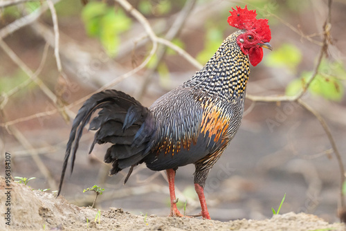 Fototapeta Naklejka Na Ścianę i Meble -  Grey Jungle fowl