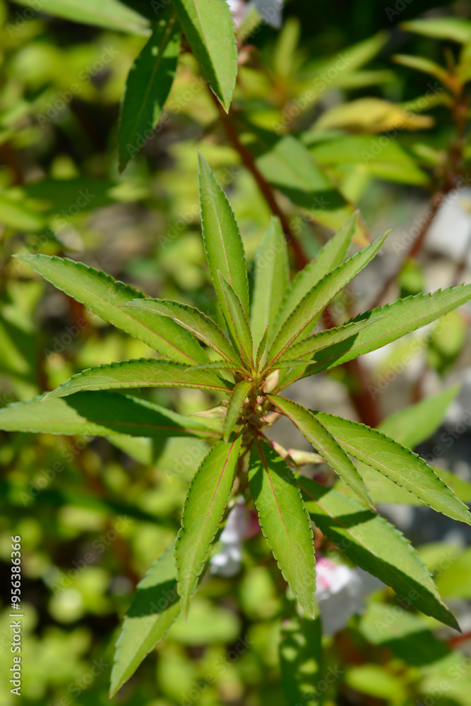 Garden balsam leaves Garden balsam leaves
