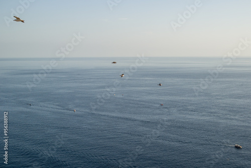 seagulls on the background of the sea