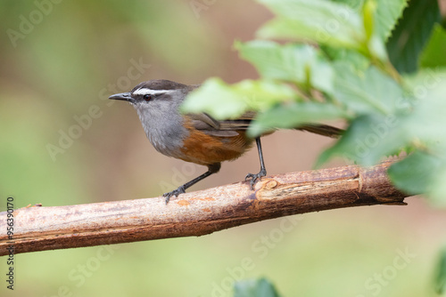 Kerala/Palani laughingthrush photo