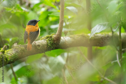 Black-and-orange flycatcher photo