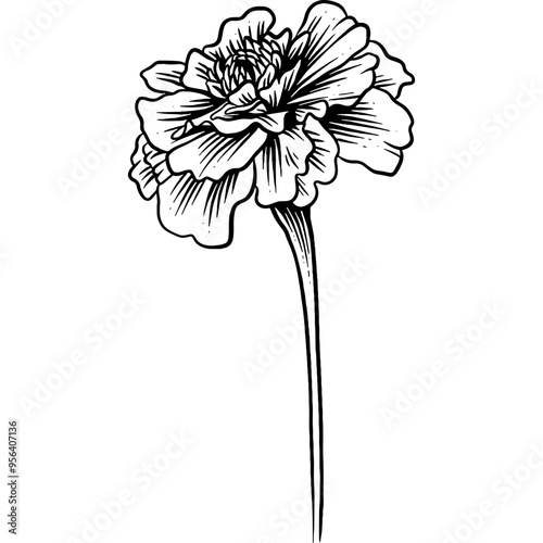 Hand drawn Marigold Flower Sketch Illustration Engraving Woodcut Vintage Style Vector Line Art