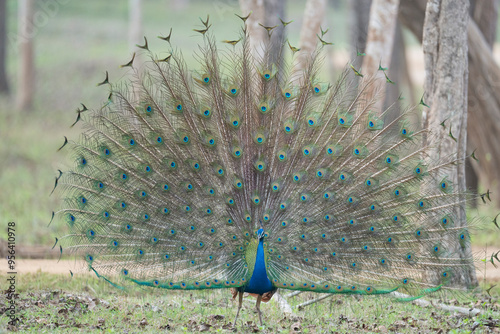 Peacock displaying