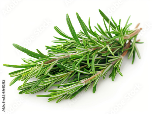 rosemary isolated on the white background