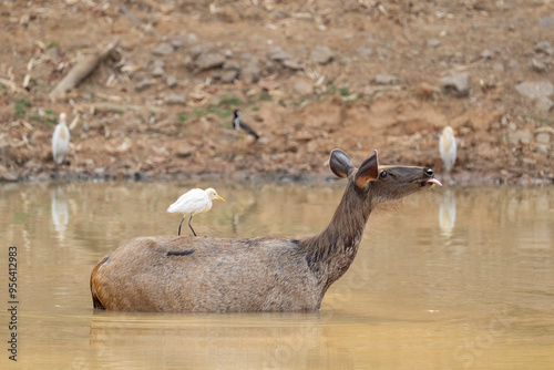 Sambar deer in the water with birds photo