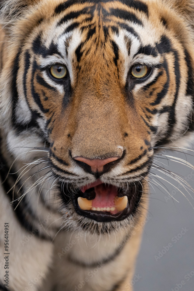 Obraz premium Bengal tiger close up