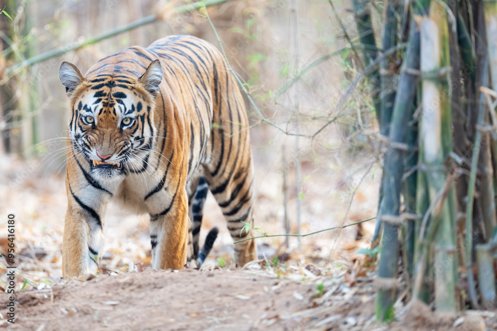 Obraz premium Bengal tiger