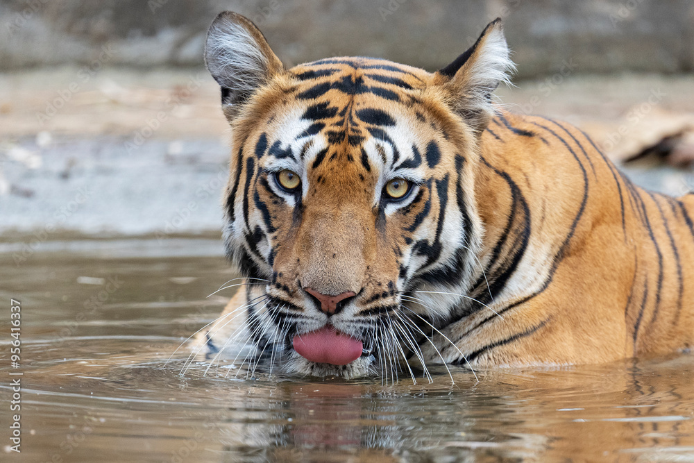 Obraz premium Bengal tiger