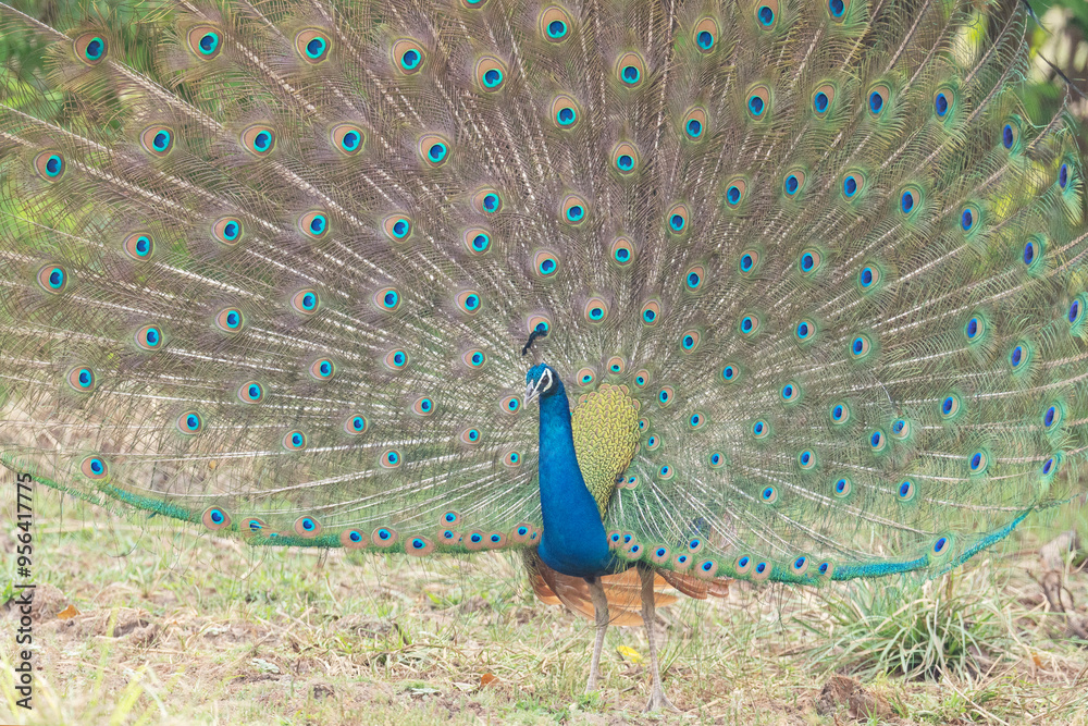 Obraz premium Peacock displaying