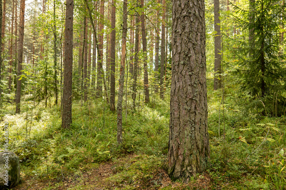 beautiful green forest scenery during summer beautiful green forest scenery during summer