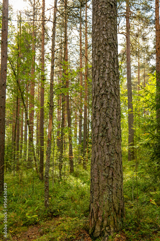 Fototapeta premium beautiful green forest scenery during summer