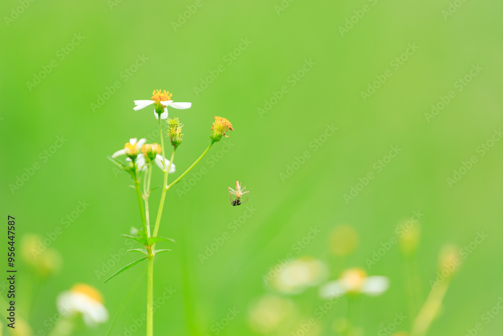 Spider hanging on its web with green background, Spider close-up Spider hanging on its web with green background, Spider close-up