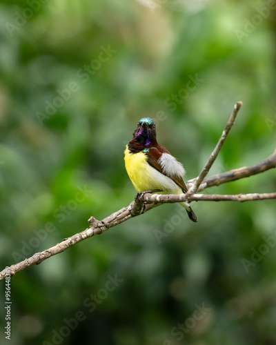 Colorful male Purple-rumped sunbird perched on a dead branch photo