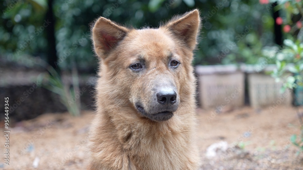 Naklejka premium Brown dog in the garden