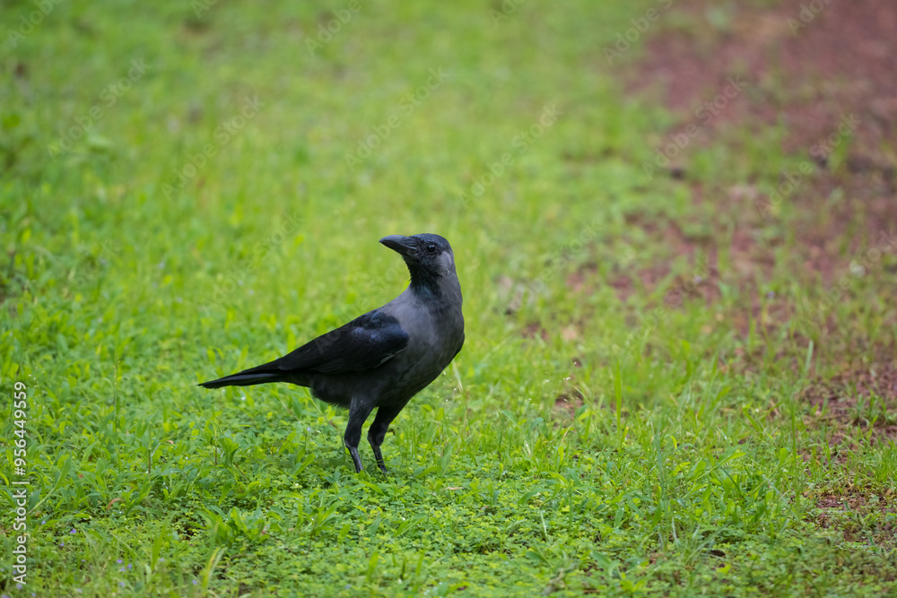 House crow standing on green grass in the garden House crow standing on green grass in the garden