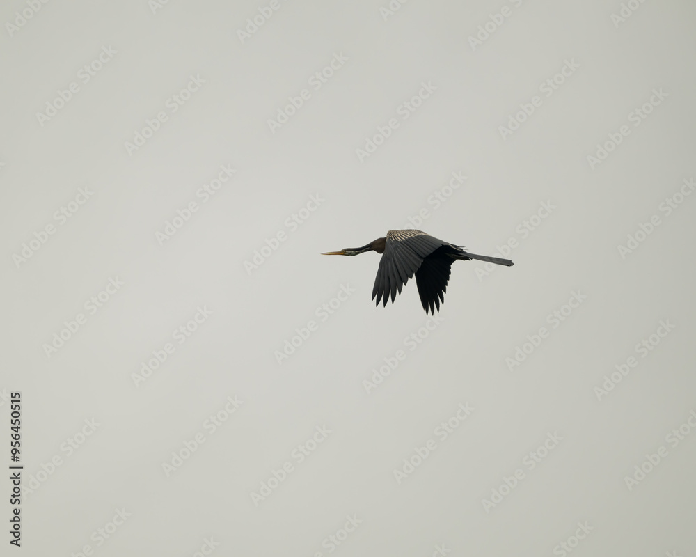 Fototapeta premium Lone Oriental darter in flight against a grey sky