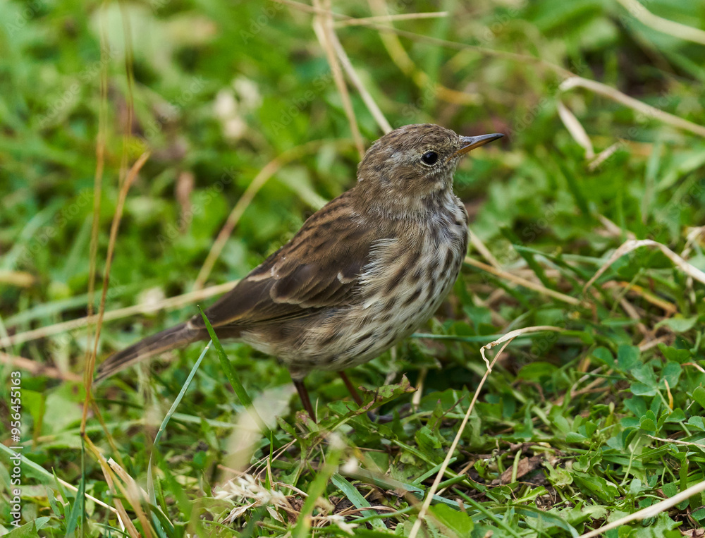Juvenile song thrush Juvenile song thrush