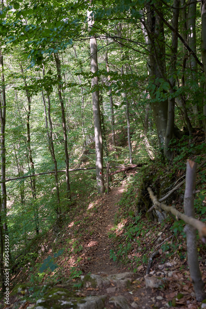 Forest and trekking path Forest and trekking path