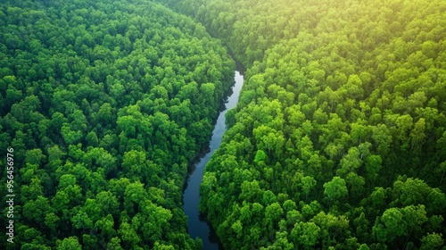 Aerial a dense forest with a winding river cutting through the greenery, sunlight casting long shadows from the tall trees