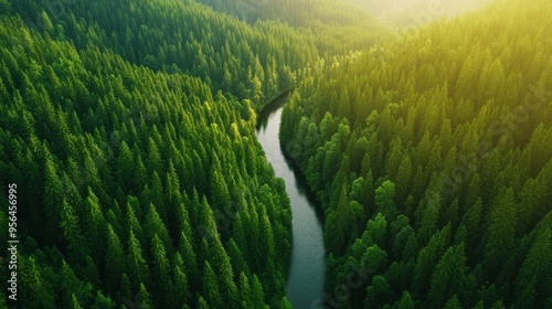 Aerial a dense forest with a winding river cutting through the greenery, sunlight casting long shadows from the tall trees