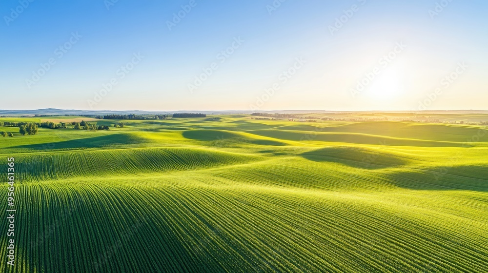 Obraz premium Aerial rolling plains with patchwork fields of crops in varying shades of green and yellow, stretching out to the horizon under a clear blue sky