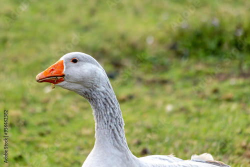 Farm animals in nfrench ature agriculture photo