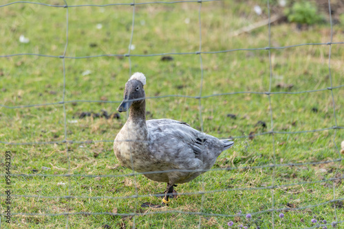 Farm animals in nfrench ature agriculture photo