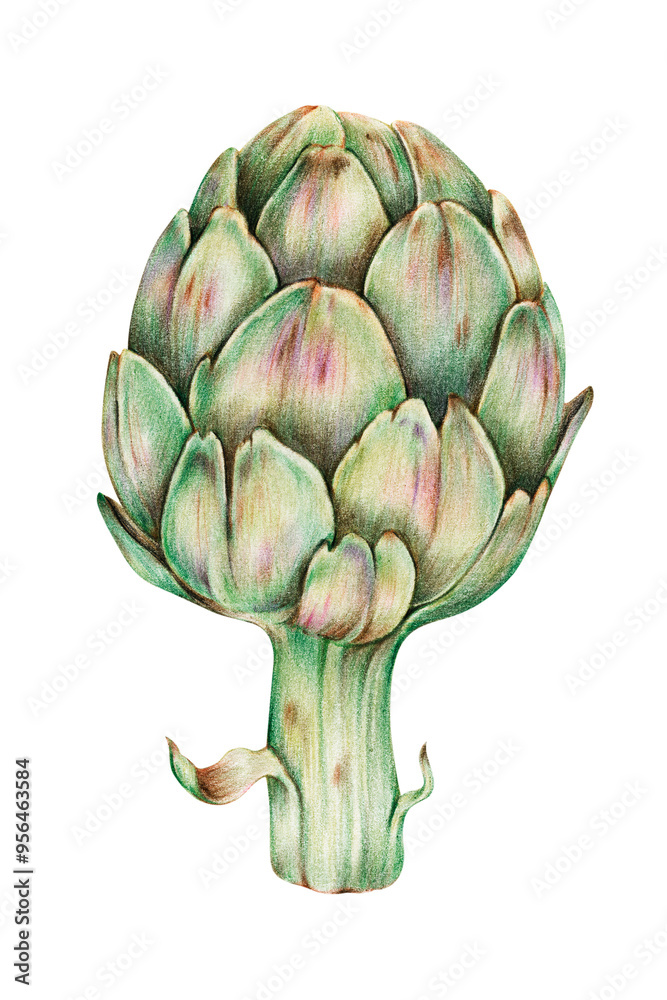 Fototapeta premium Fresh vegetable artichoke png illustration sticker