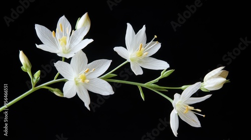 Delicate white flowers blooming against a black background in spring