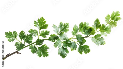 Fresh Green Sprig of Parsley on White Background