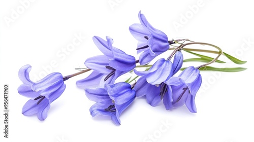 A cluster of delicate, blue bell-shaped flowers isolated on a white background. photo