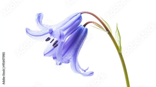 A single bluebell flower with delicate petals and a long stem, isolated on white. photo