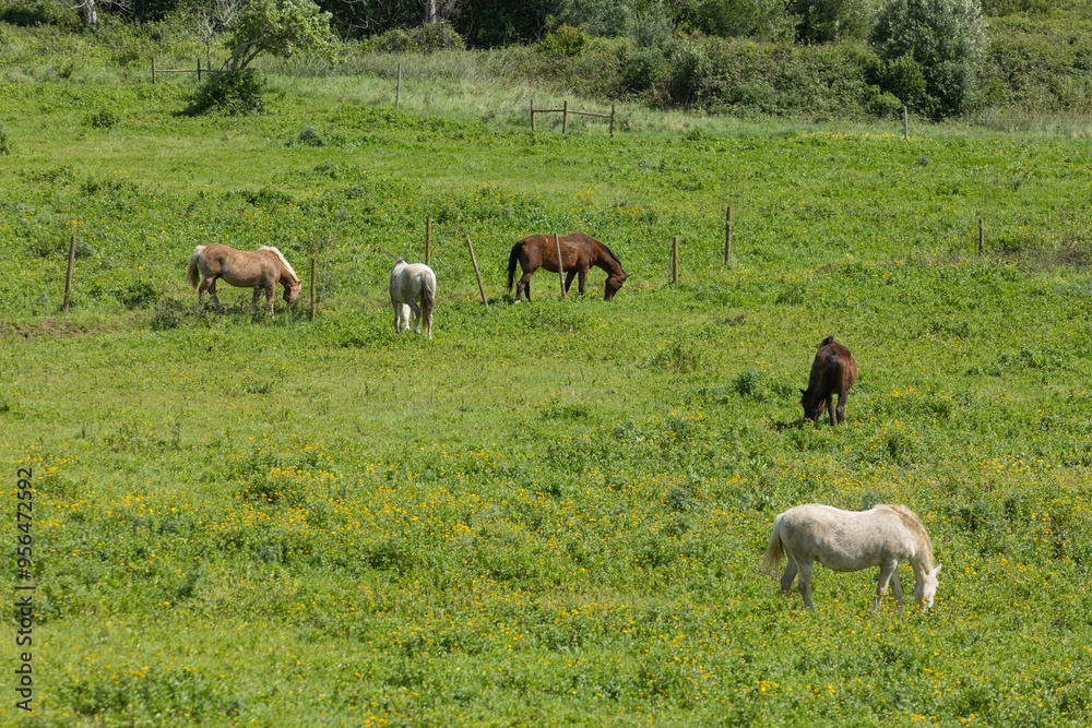 Horses grazing in green field on sunny day Horses grazing in green field on sunny day