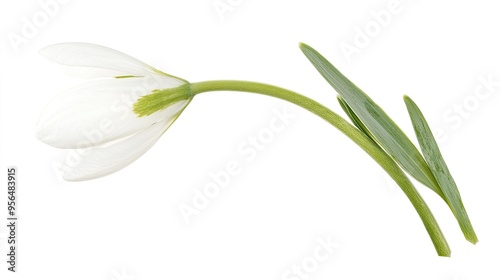 Delicate white snowdrop flower with green leaves, isolated on white.