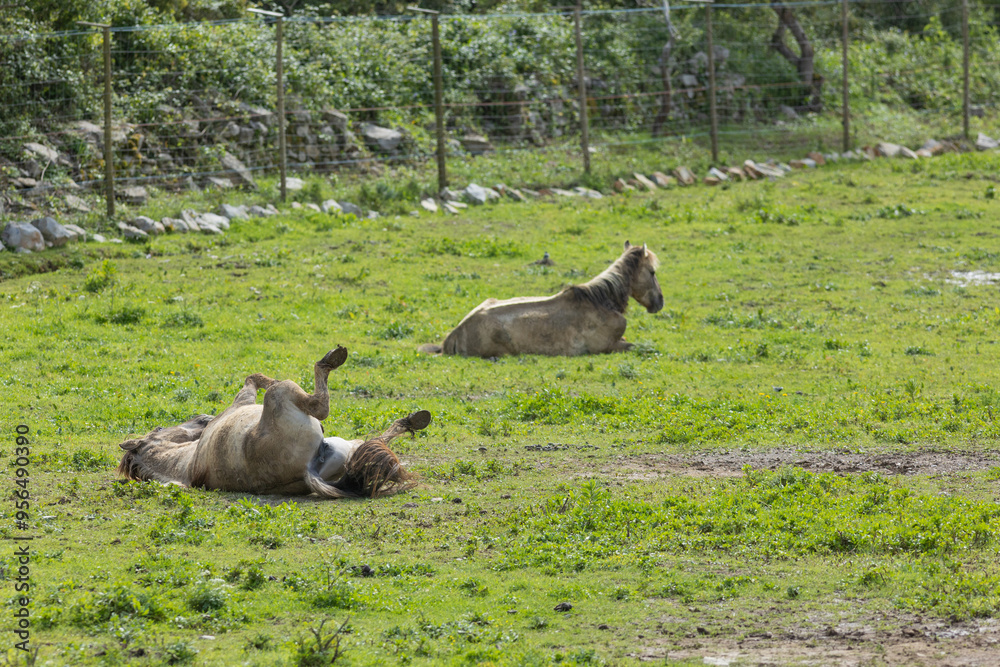 Two horses relaxing in a green meadow on a sunny day Two horses relaxing in a green meadow on a sunny day