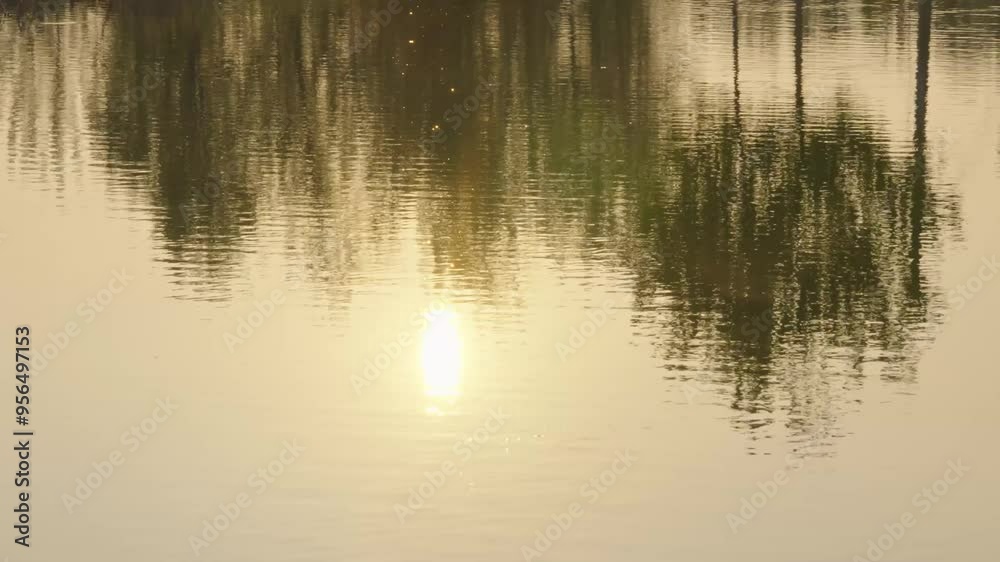 trees reflecting on the surface of the water.pond at sunset trees reflecting on the surface of the water.pond at sunset