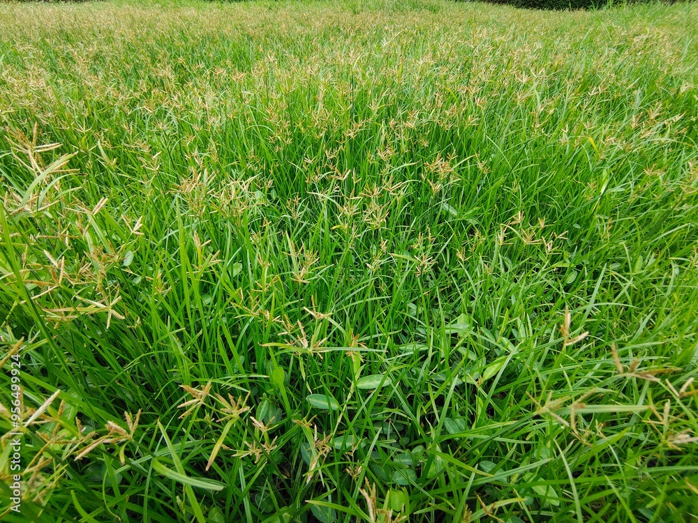 Grassy field green nature backyard Grassy field green nature backyard