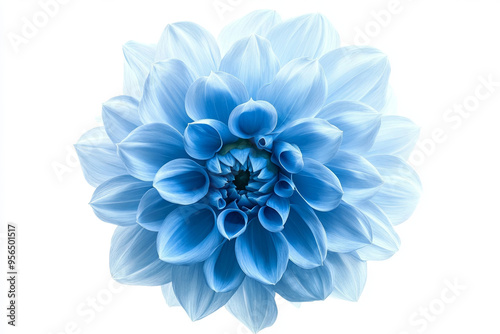 light, blue, flower, white, background, isolated, clipping, path, closeup, big, shaggy, design, dahlia, floral, bloom, petal, botanical, nature, beautiful, elegant, decoration, single, blossom, plant,