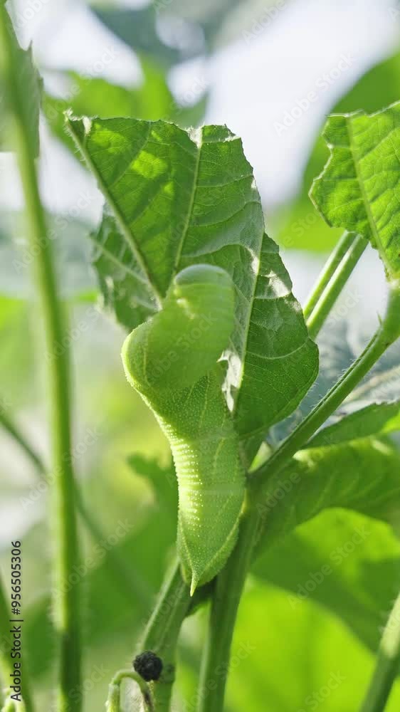 green hornworm caterpillar on the leaf. green hornworm caterpillar on the leaf.