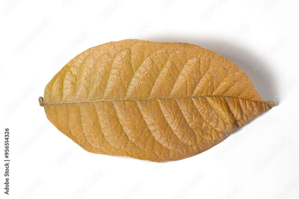 An image of a dry leaf isolate on white background. An image of an object for use in graphic design work.