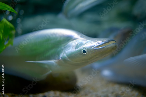 White catfish in a glass tank, Thai river fish photo