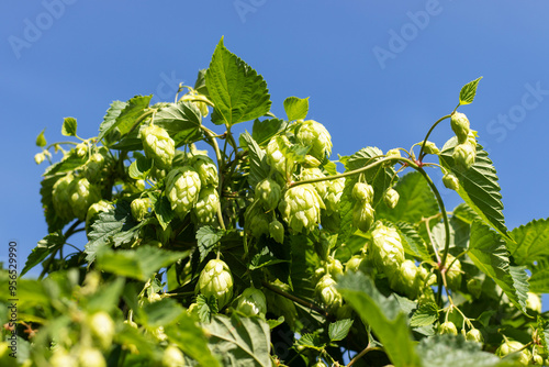 Hop cones. Humulus lupulus plant. On blue sky background.