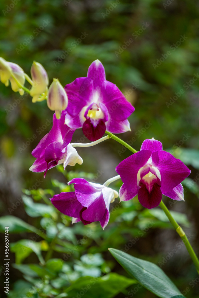 Vertical Photo Dendrobium Nobile Orchid blooming under the morning sunlight, shot by Sony Alpha 6400