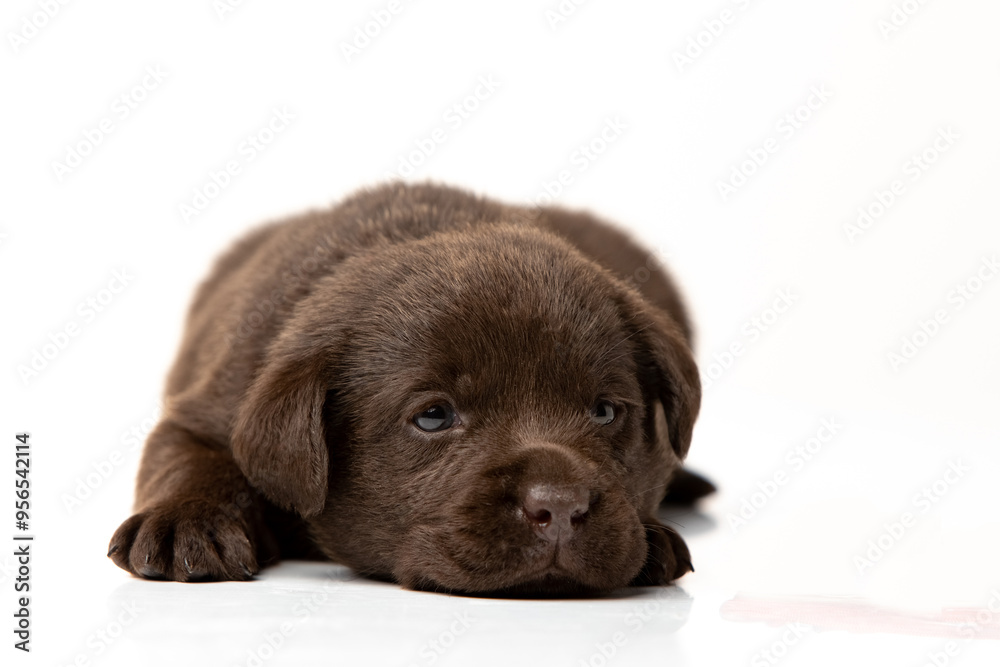 labrador retriever puppy on white background labrador retriever puppy on white background