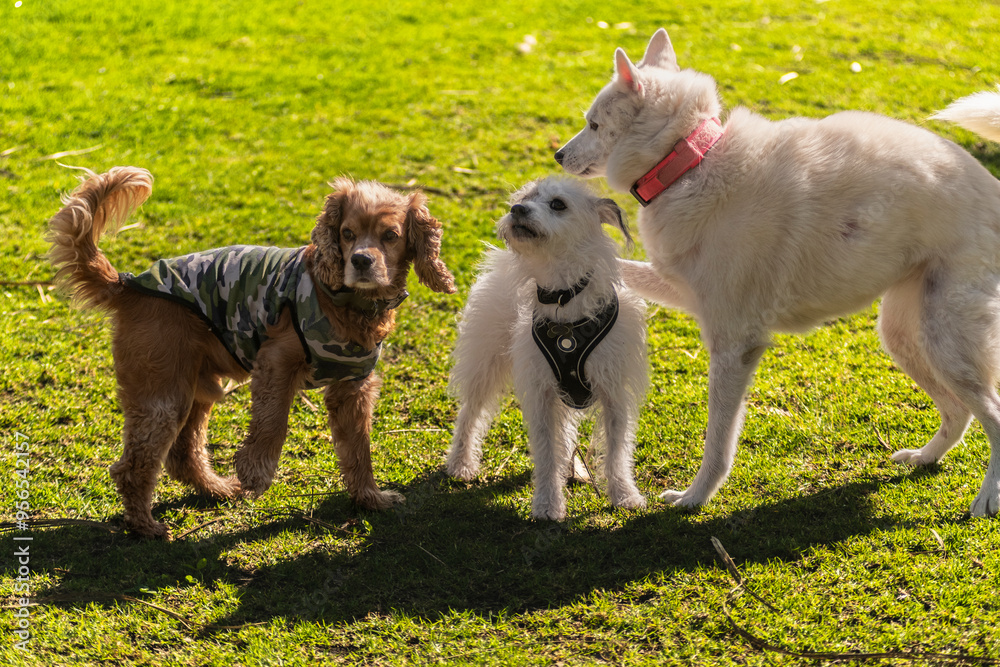 Fototapeta premium Dogs playing in the park