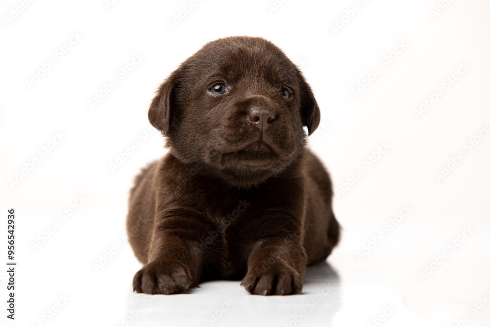 labrador retriever puppy on white background labrador retriever puppy on white background